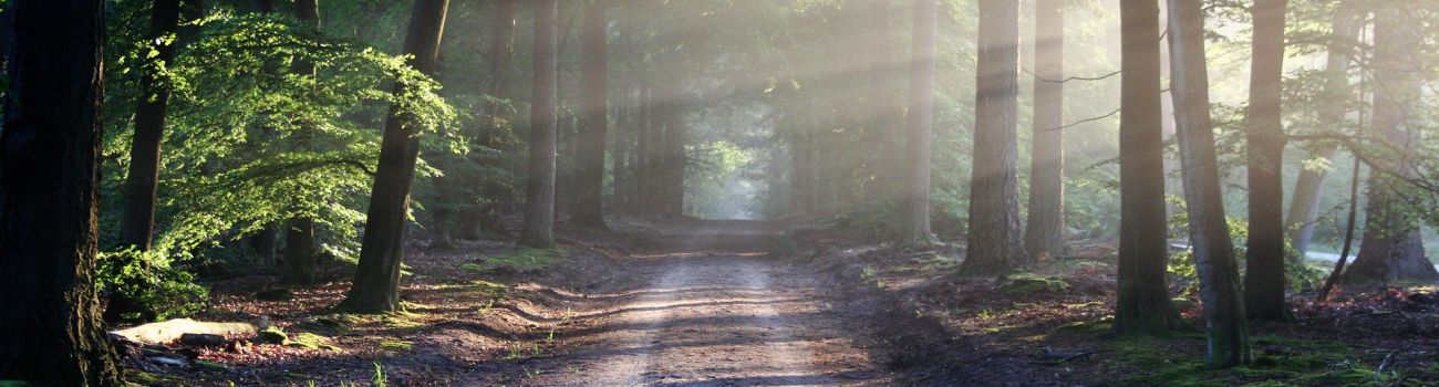 Jak rozpoznać kleszczowe zapalenie mózgu i co robić?